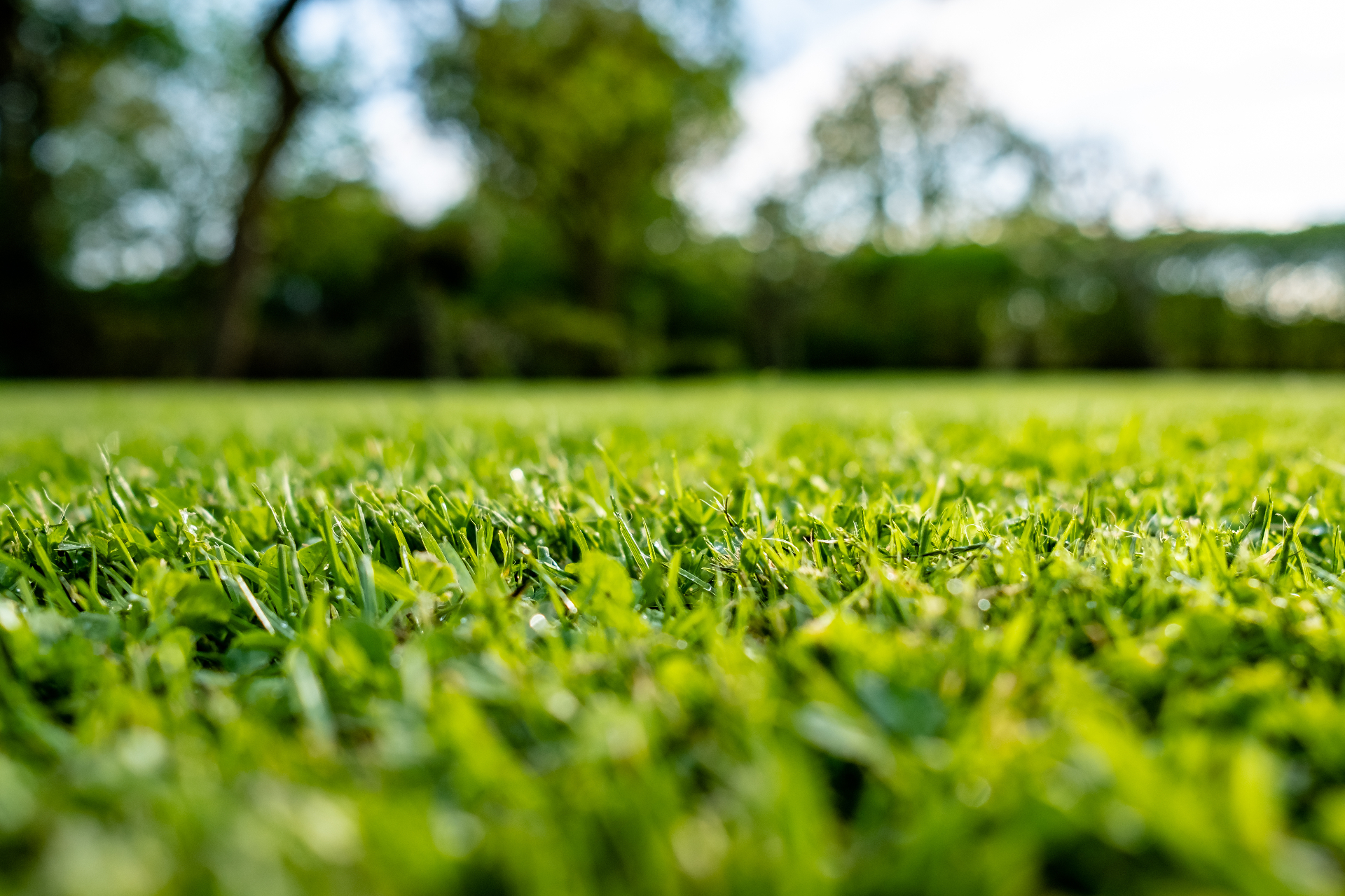 Lush, freshly mowed Central Ohio lawn at golden hour with soft tree line in the background